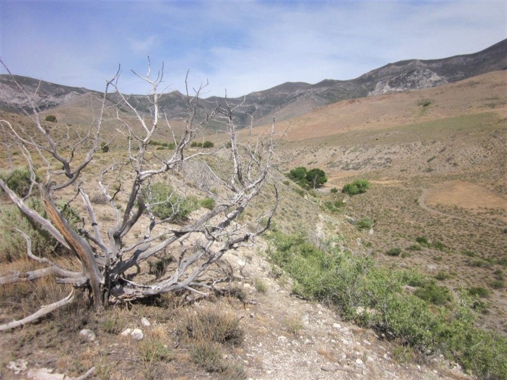 Large view of 160 Acres in Coyote Canyon Base of Star Peak Completely Surrounded by BLM, Treed with Spring Water near Historic Unionville, Nevada Photo 17