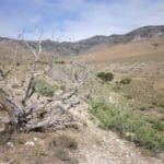 Thumbnail of 160 Acres in Coyote Canyon Base of Star Peak Completely Surrounded by BLM, Treed with Spring Water near Historic Unionville, Nevada Photo 17