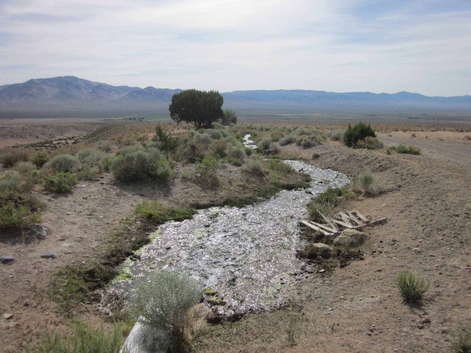 160 Acres in Coyote Canyon Base of Star Peak Completely Surrounded by BLM, Treed with Spring Water near Historic Unionville, Nevada photo 16