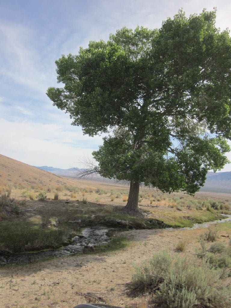 Large view of 160 Acres in Coyote Canyon Base of Star Peak Completely Surrounded by BLM, Treed with Spring Water near Historic Unionville, Nevada Photo 18