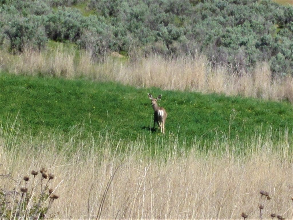 Large view of Beautiful 20.00 Large Acreage near Idaho’s Snake River Photo 12