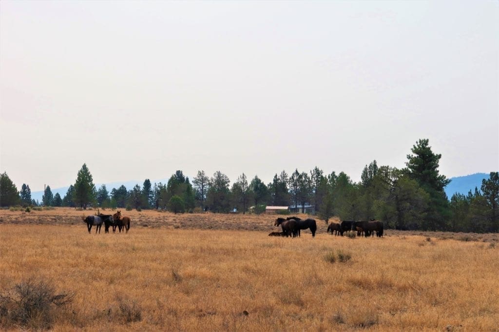 Large view of Wild Horses Roam This Gorgeous 40 Acre Tableland Property In Sprague River! Photo 7