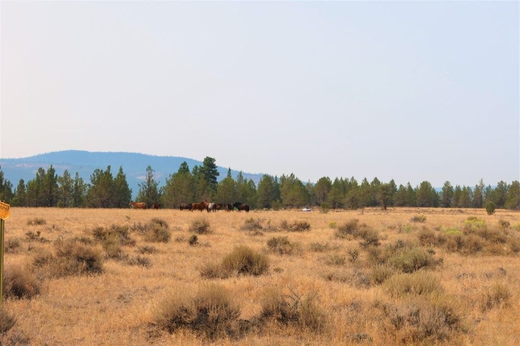 Large view of Wild Horses Roam This Gorgeous 40 Acre Tableland Property In Sprague River! Photo 3