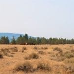 Thumbnail of Wild Horses Roam This Gorgeous 40 Acre Tableland Property In Sprague River! Photo 3