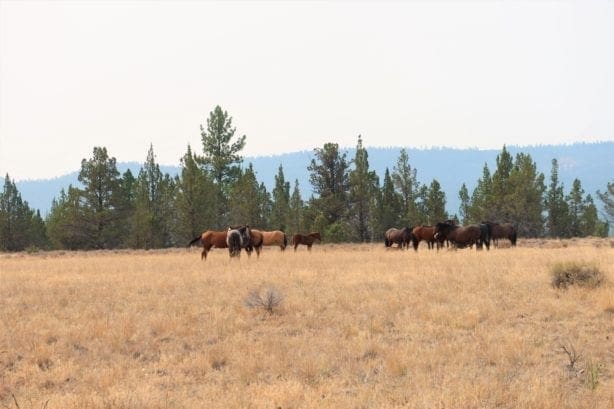 Wild Horses Roam This Gorgeous 40 Acre Tableland Property In Sprague River!