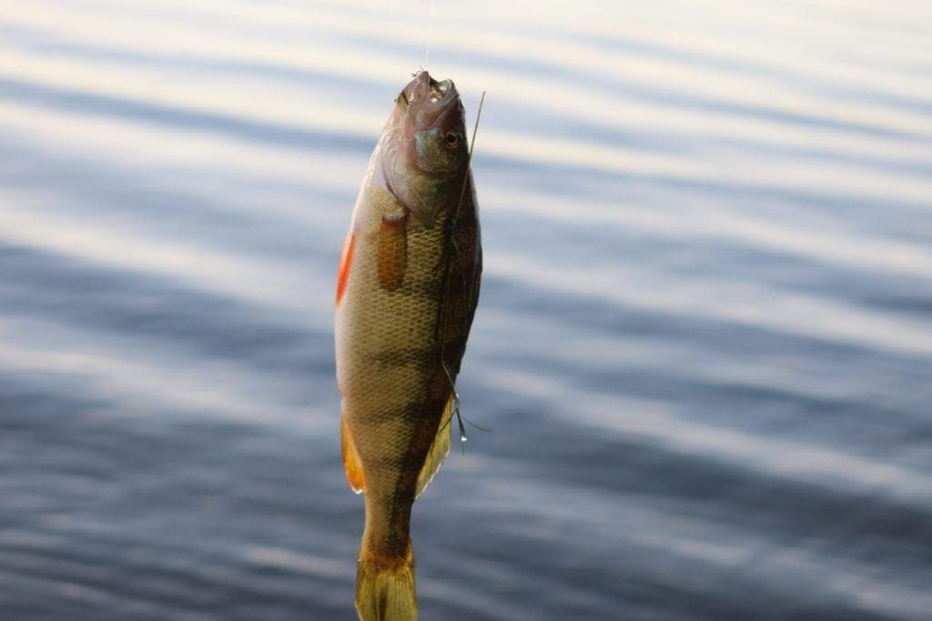 Large view of Amazing Building Lot In Wild Horse Estates, Nevada ~ 1.01 Acres near Lake and Resort. Photo 7