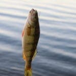 Thumbnail of Amazing Building Lot In Wild Horse Estates, Nevada ~ 1.01 Acres near Lake and Resort. Photo 7