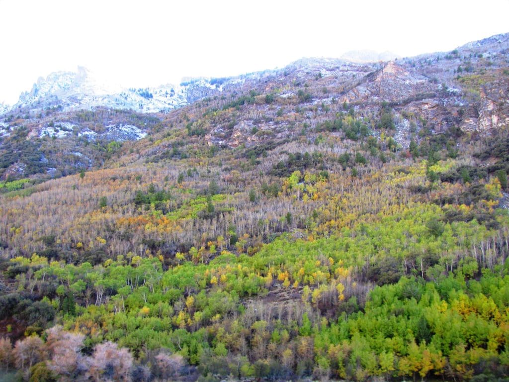 Large view of WYOMING MINING DISTRICT, SUR 37A PATENT NO 12937, “MARDIS MINE”/DIAMOND JIM MINE, Rosebud Mtn 8167 Ft Inside Humboldt Nat. Forest. Photo 29