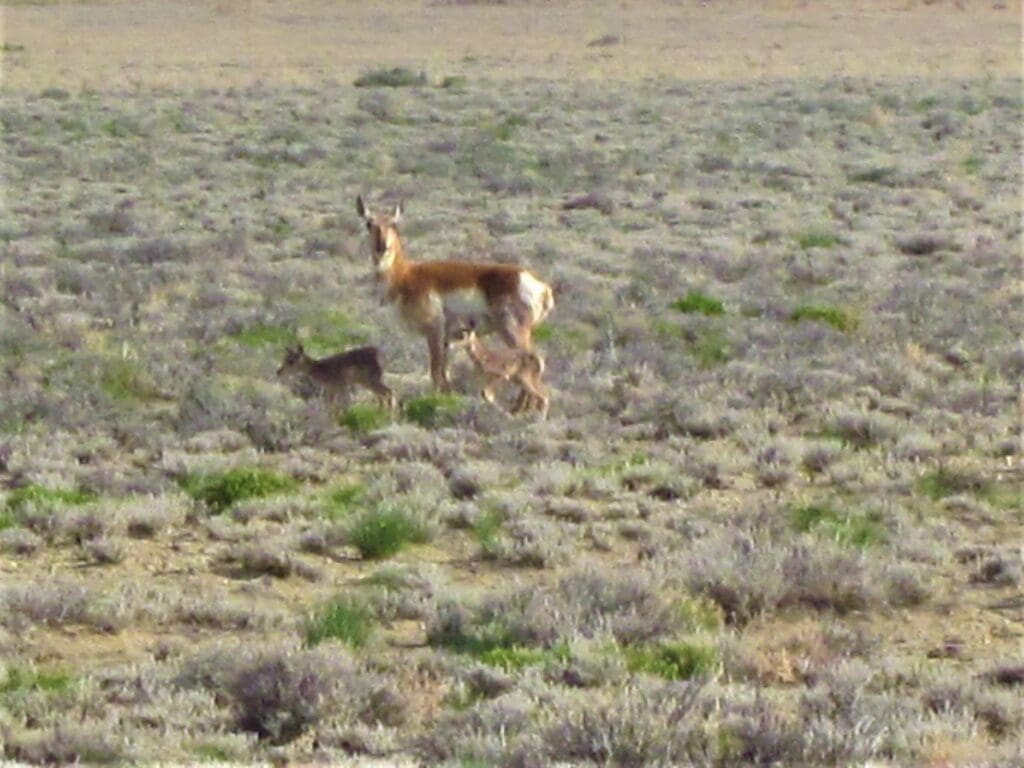 Large view of Rare 20 Acre Humboldt Riverfront property near town with Mineral Rights & Easement Photo 15