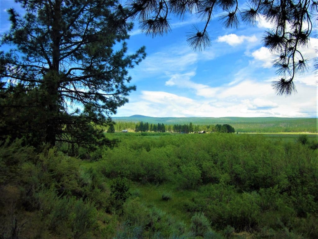 Large view of 1.54 ACRES IN BEAUTIFUL OREGON PINES THAT ADJOINS THE FREMONT-WINEMA NATIONAL FOREST PRIVATE ACCESS TO MIILIONS OF ACRES OF PLAYGROUND Photo 7
