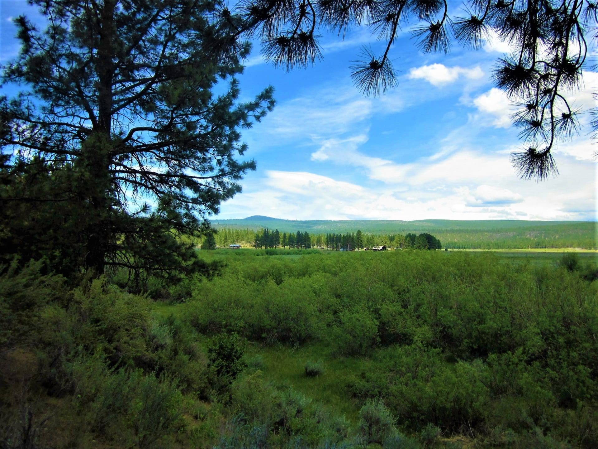 1.54 ACRES IN BEAUTIFUL OREGON PINES THAT ADJOINS THE FREMONT-WINEMA NATIONAL FOREST PRIVATE ACCESS TO MIILIONS OF ACRES OF PLAYGROUND photo 7