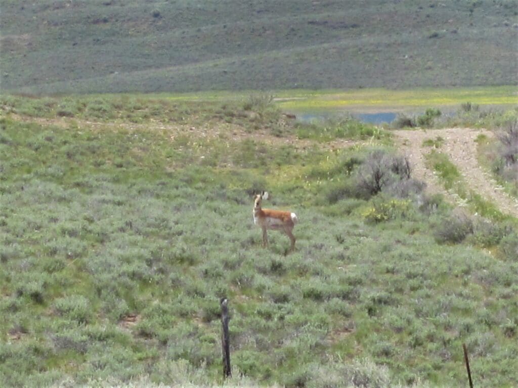 Large view of 40.00 ACRES IN WINNEMUCCA, NEVADA. HUMBOLDT COUNTY ~ ADJOINS B.L.M. LANDS ~ NEAR TOWN ~ANTELOPE & DEER ABOUND. Photo 6