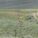 Thumbnail of 40.00 ACRES IN WINNEMUCCA, NEVADA. HUMBOLDT COUNTY ~ ADJOINS B.L.M. LANDS ~ NEAR TOWN ~ANTELOPE & DEER ABOUND. Photo 6