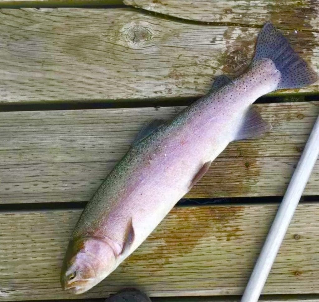 Large view of 0.5 Acre lot located just feet from the Salmon River in Lemhi County, Idaho! Photo 17