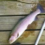 Thumbnail of 0.5 Acre lot located just feet from the Salmon River in Lemhi County, Idaho! Photo 17