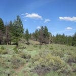 Thumbnail of Beautiful 10.00 Acre Oregon Ranch Land with Old Growth Timber near Klamath Falls & California Photo 2