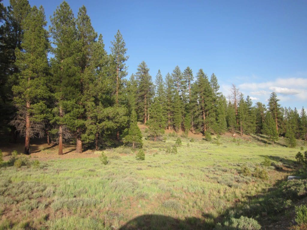 Large view of 1.54 ACRES IN BEAUTIFUL OREGON PINES THAT ADJOINS THE FREMONT-WINEMA NATIONAL FOREST PRIVATE ACCESS TO MIILIONS OF ACRES OF PLAYGROUND Photo 11