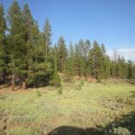 Thumbnail of 1.54 ACRES IN BEAUTIFUL OREGON PINES THAT ADJOINS THE FREMONT-WINEMA NATIONAL FOREST PRIVATE ACCESS TO MIILIONS OF ACRES OF PLAYGROUND Photo 11