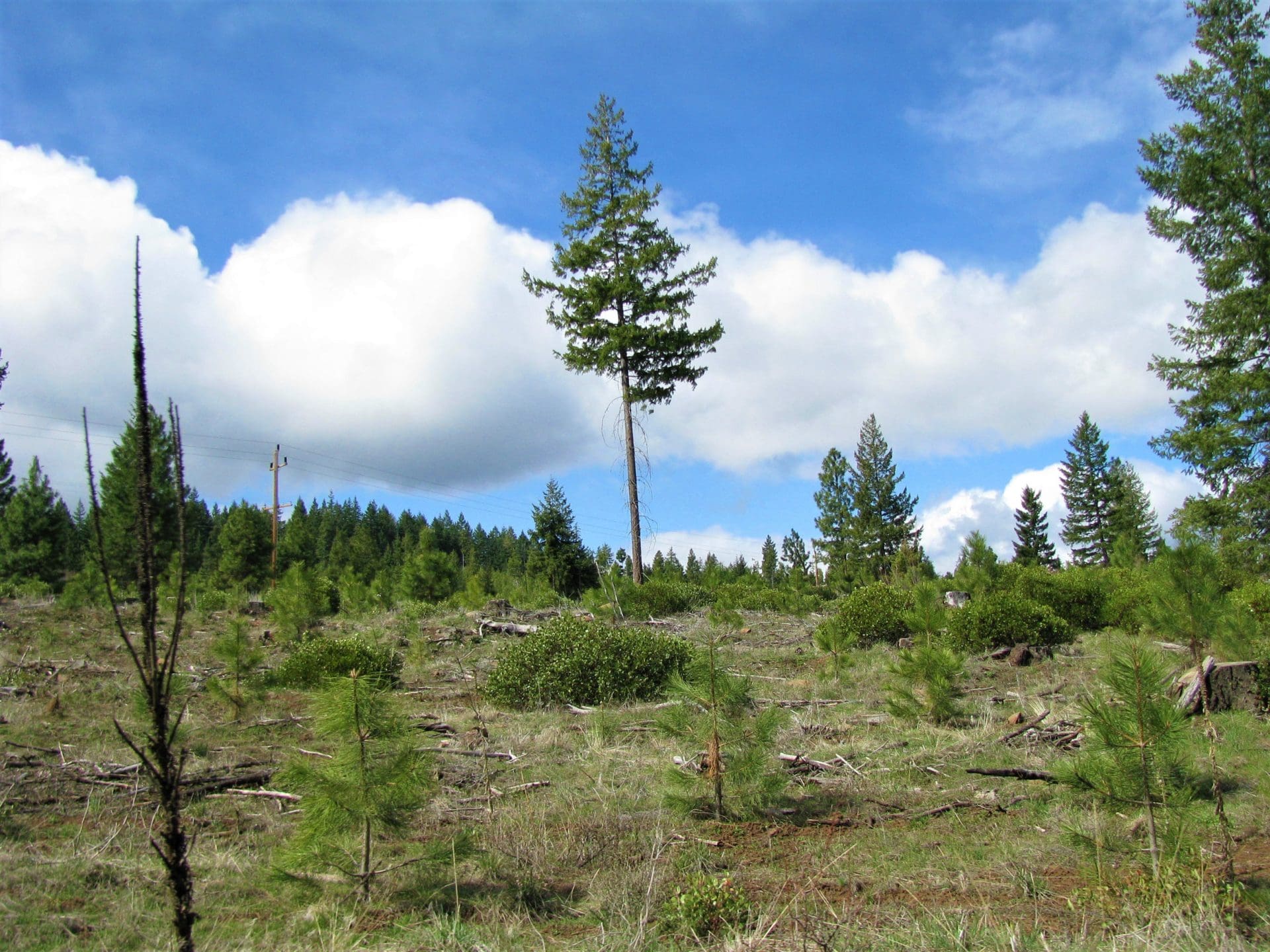 1.57 ACRES IN BEAUTIFUL OREGON PINES KLAMATH COUNTY, OREGON