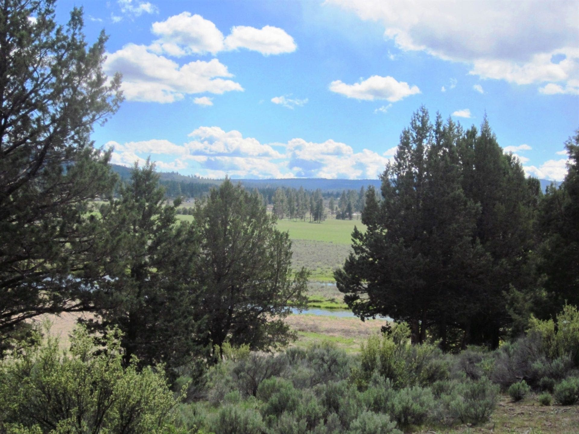 Beautiful Timbered 80.76 Acre Oregon Ranch Land near California Border photo 6