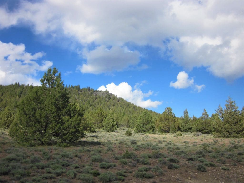 Large view of 1.54 ACRES IN BEAUTIFUL OREGON PINES THAT ADJOINS THE FREMONT-WINEMA NATIONAL FOREST PRIVATE ACCESS TO MIILIONS OF ACRES OF PLAYGROUND Photo 3