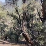 Thumbnail of O Star of the West Mill Site SUR 38B ~ 5.00 Acres on Mountain Top ~ Jackson Mining District ~ Gold & Silver Photo 32