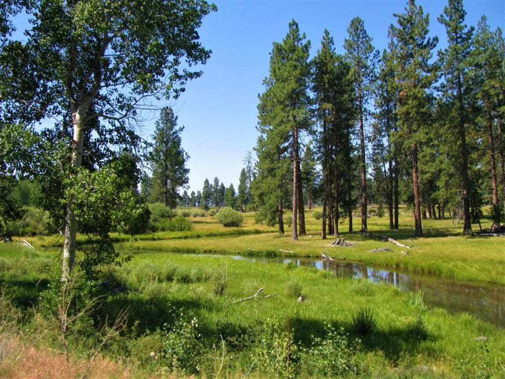 Large view of 1.57 ACRES IN BEAUTIFUL OREGON PINES KLAMATH COUNTY, OREGON ~ GORGEOUS VIEWS & TONS OF WILDLIFE! Photo 5