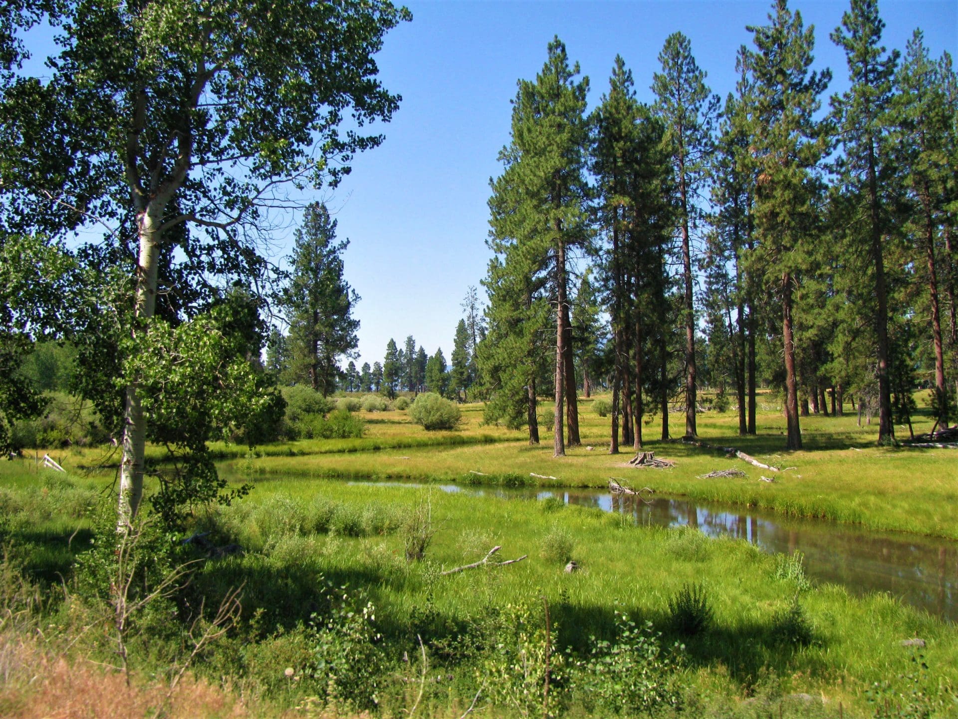 1.54 ACRES IN BEAUTIFUL OREGON PINES THAT ADJOINS THE FREMONT-WINEMA NATIONAL FOREST PRIVATE ACCESS TO MIILIONS OF ACRES OF PLAYGROUND photo 2