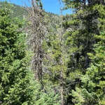 Thumbnail of 1.14 ACRES IN PRESTIGEOUS BLACK HAWK COLORADO, GILPIN COUNTY ~ 100% MINING CLAIM; JOSIE R. ~ MINERAL RIGHTS ~ TIMBERED ~ BIG GAME Photo 4