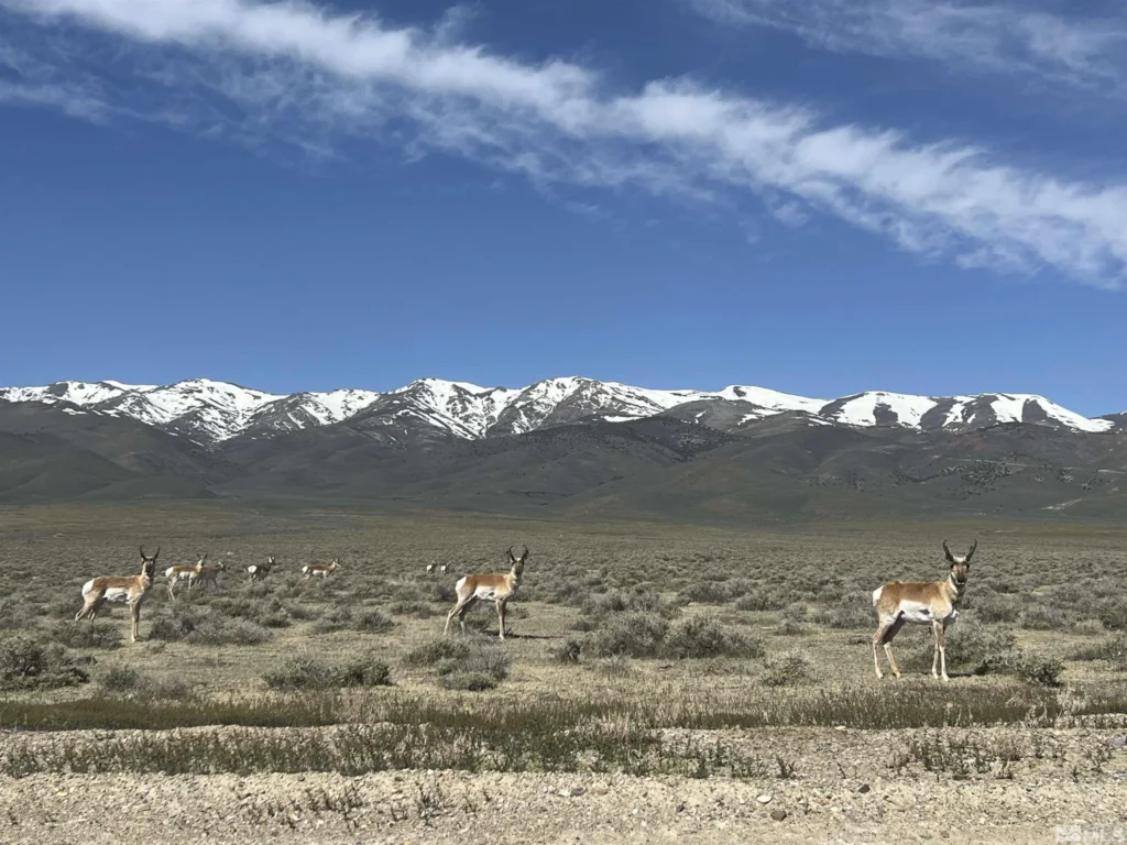 Large view of 38.35 ACRES OF RAW VACANT LAND IN GORGEOUS LAS ANIMAS COUNTY, COLORADO WITH A MAJESTIC MOUNTAIN RISING UP IN THE MIDDLE TRULY INCREDIBLE! Photo 30