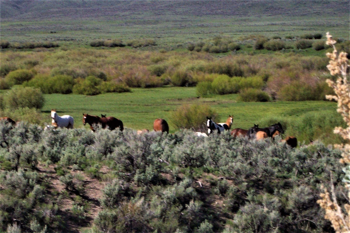Beautiful Nevada Land footsteps to Wild Horse Reservoir near Idaho photo 4