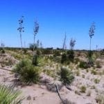 Thumbnail of Own a Piece of the American Southwest! 2 Adjoining Lots Near Deming! Photo 6