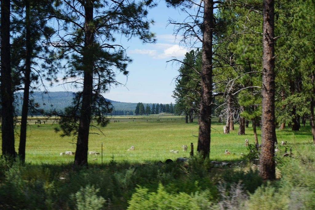 Large view of Beautiful Timbered 80.76 Acre Oregon Ranch Land near California Border Photo 4