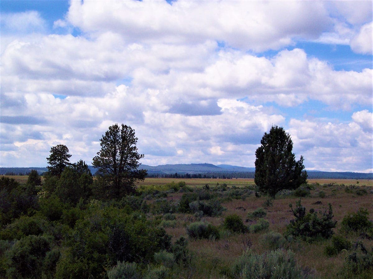 Beautiful Timbered 80.76 Acre Oregon Ranch Land near California Border photo 3