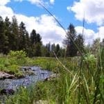 Thumbnail of 10.16 Acres Klamath County backs Fremont National Forest, Creek and Timber Photo 1