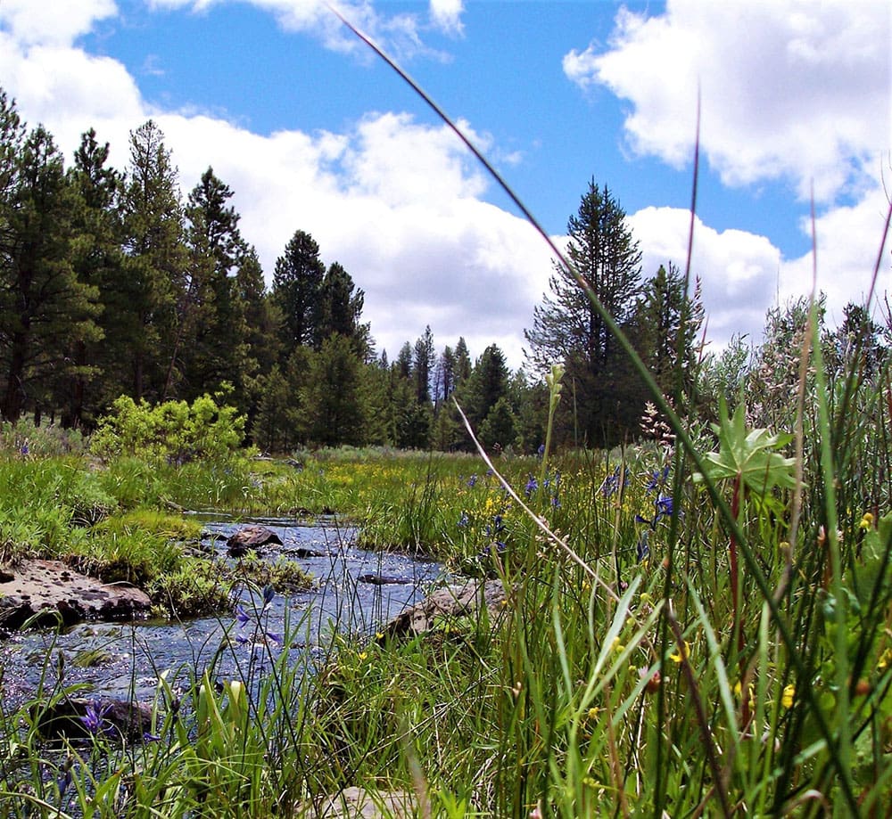 10.16 Acres Klamath County backs Fremont National Forest, Creek and Timber photo 1