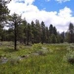 Thumbnail of 10.16 Acres Klamath County backs Fremont National Forest, Creek and Timber Photo 5