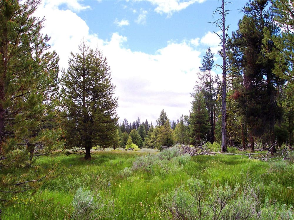 10.16 Acres Klamath County backs Fremont National Forest, Creek and Timber photo 2