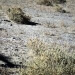 Thumbnail of .0960 ACRE IN THE OLD TOWNSITE OF LUNING, NEVADA ~ M3 ZONING SO COMMERCIAL, RETAIL OR OFFICE USE, RESIDENTIAL~NEAR WALKER LAKE & BISHOP CALIFORNIA Photo 4