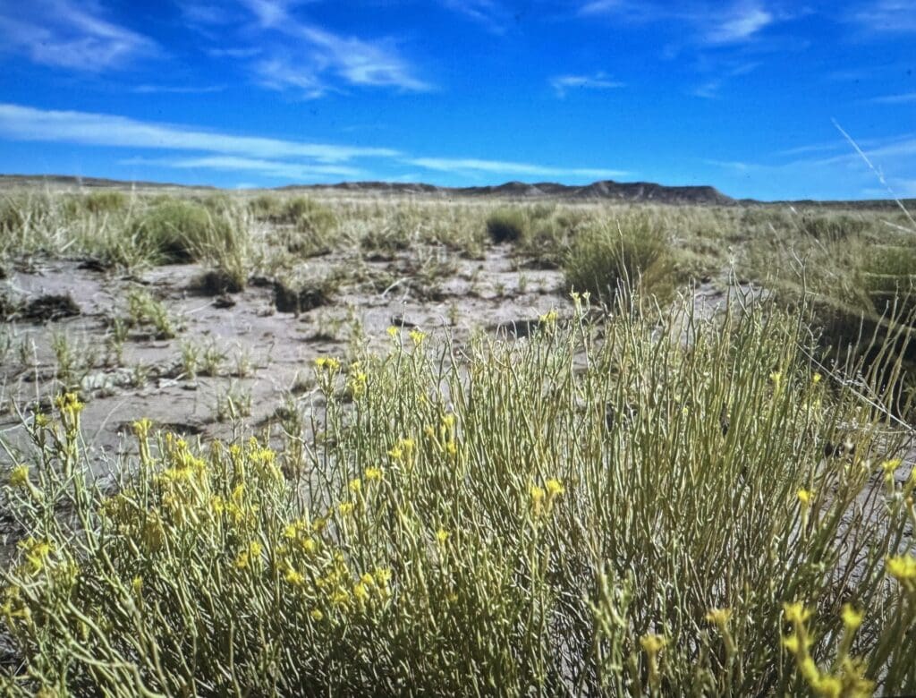 Large view of 10.00 ACRES IN BEAUTIFUL NAVAJO CO, ARIZONA~NEAR PETRIFIED NAT. FOREST Photo 11