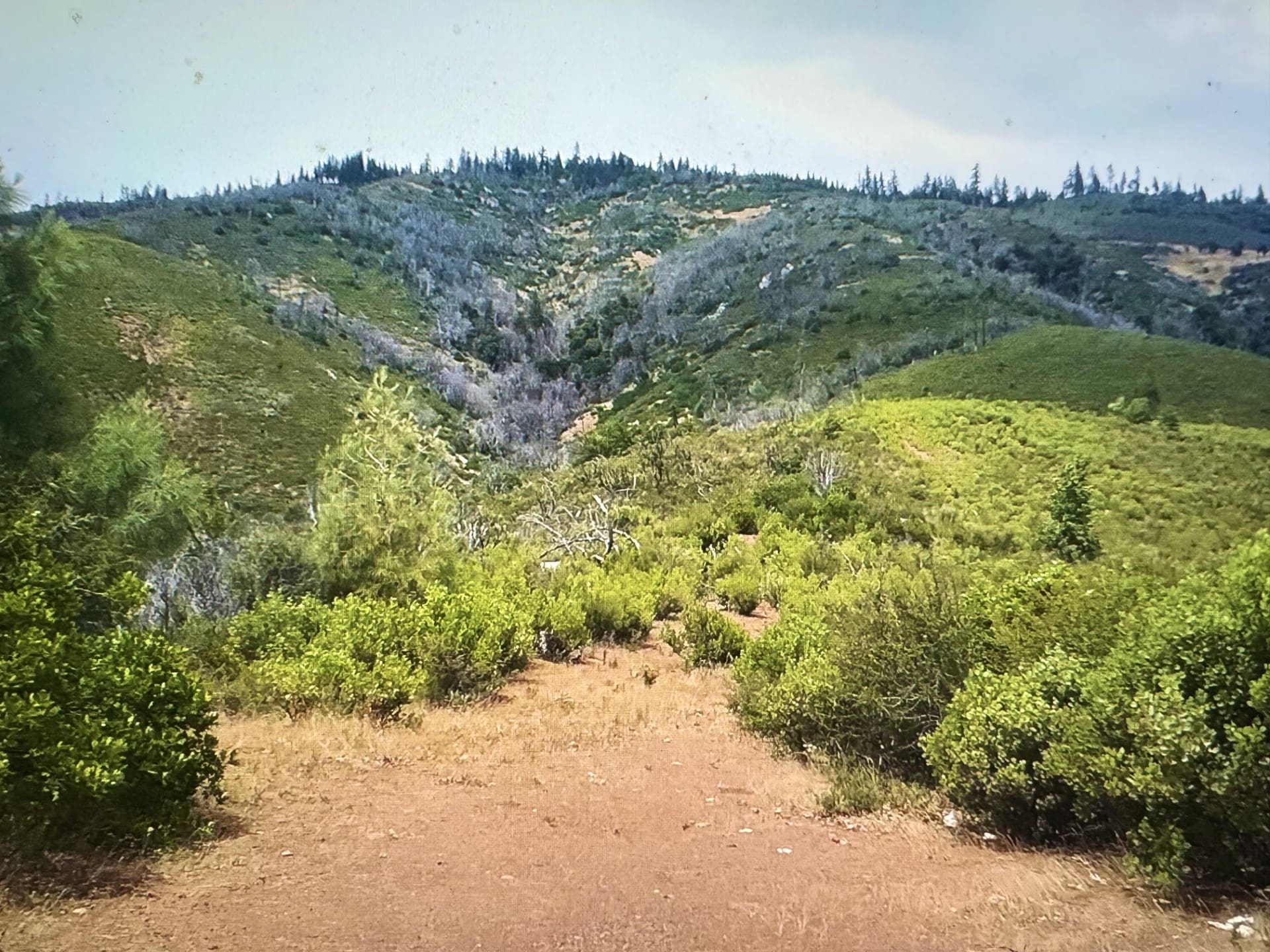 LOT IN BEAUTIFUL SHASTA COUNTY, CALIFORNIA NEAR THE TRINITY ALPS AND SHASTA LAKE ~ TREED photo 8