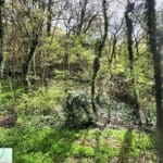 Thumbnail of 0.28 ACRES IN BEAUTIFUL ROME, GEORGIA ~ LARGE BUILDABLE LOT IN WOODCREST SUB FULL OF MATURE TREES ~ 2025 ASSESSED VALUE $26,376 Photo 6