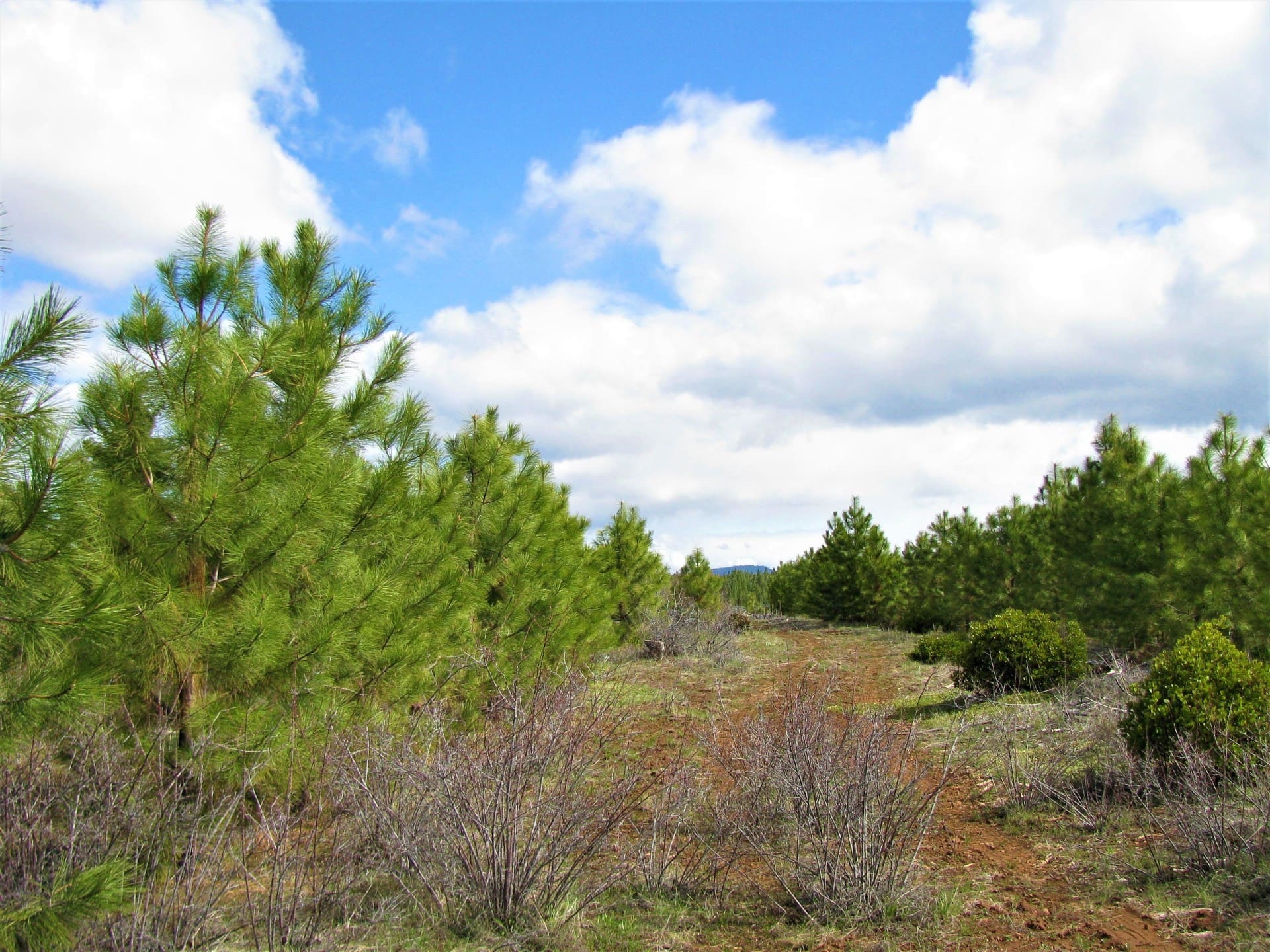 120 GORGEOUS PRISTINE ACRES NEAR KENO & ASHLAND, OREGON WITH TIMBER & TWO LANDOWNER PREFERENCE ELK TAGS photo 3