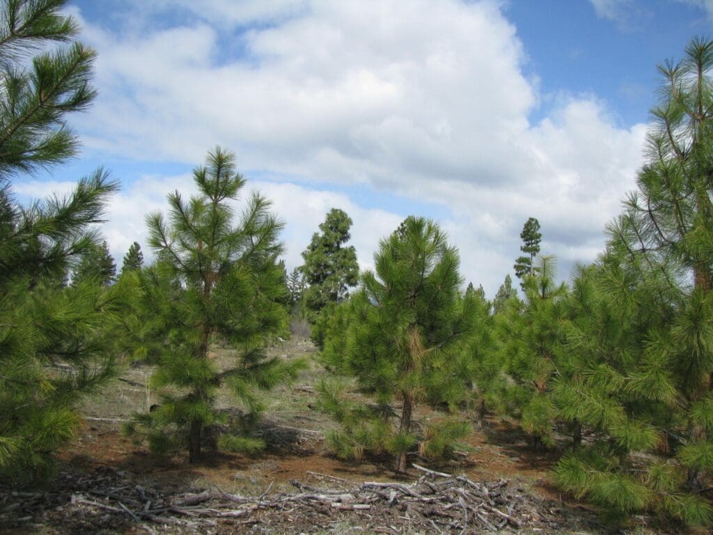 Large view of 120 GORGEOUS PRISTINE ACRES NEAR KENO & ASHLAND, OREGON WITH TIMBER & TWO LANDOWNER PREFERENCE ELK TAGS Photo 1