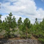 Thumbnail of 120 GORGEOUS PRISTINE ACRES NEAR KENO & ASHLAND, OREGON WITH TIMBER & TWO LANDOWNER PREFERENCE ELK TAGS Photo 1