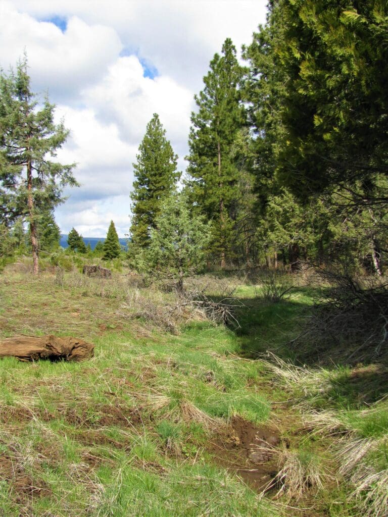 Large view of 120 GORGEOUS PRISTINE ACRES NEAR KENO & ASHLAND, OREGON WITH TIMBER & TWO LANDOWNER PREFERENCE ELK TAGS Photo 2