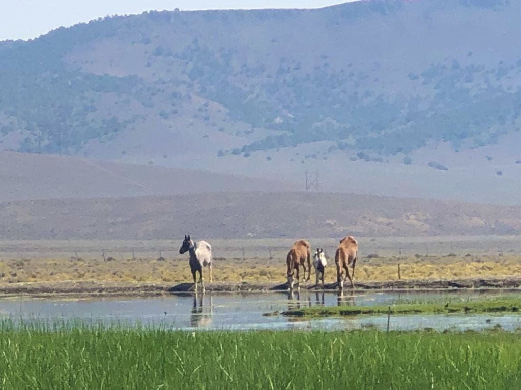 Large view of 0 SUPERIOR MILLSITE, SUR 37B ~HOT SPRINGS ~ New Pass Mining District ~ Artesian Well/HOT SPRING an Oasis in the Desert ~ Wild Horses ~ Big Game Photo 6