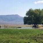 Thumbnail of 0 SUPERIOR MILLSITE, SUR 37B ~HOT SPRINGS ~ New Pass Mining District ~ Artesian Well/HOT SPRING an Oasis in the Desert ~ Wild Horses ~ Big Game Photo 8