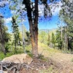 Thumbnail of 5.16 ACRES IN BLACK HAWK~GILPIN COUNTY, COLORADO, TIMBERED & ROAD ~ BIG GAME ~ MINING CLAIM “ST. JAMES”-GOLD Photo 5