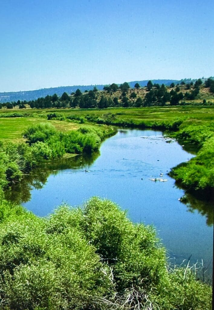 Large view of GORGEOUS TREED LOT IN THE FAMOUS PITT RIVER AREA OF NORTHERN CALFORNIA ~ WORLD CLASS FISHING ~ NEAR OREGON & NEVADA Photo 2